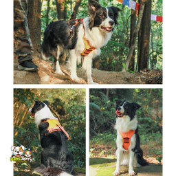 Retractable Dog Harness with Safety Handle