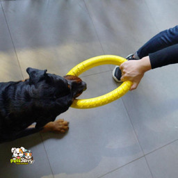 Dog playing fetch with a durable dog ring toy.