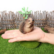 Realistic Hedgehog Figurines Animals Action Figure Hedgehogs Model Cognitive educational Toys for Kids