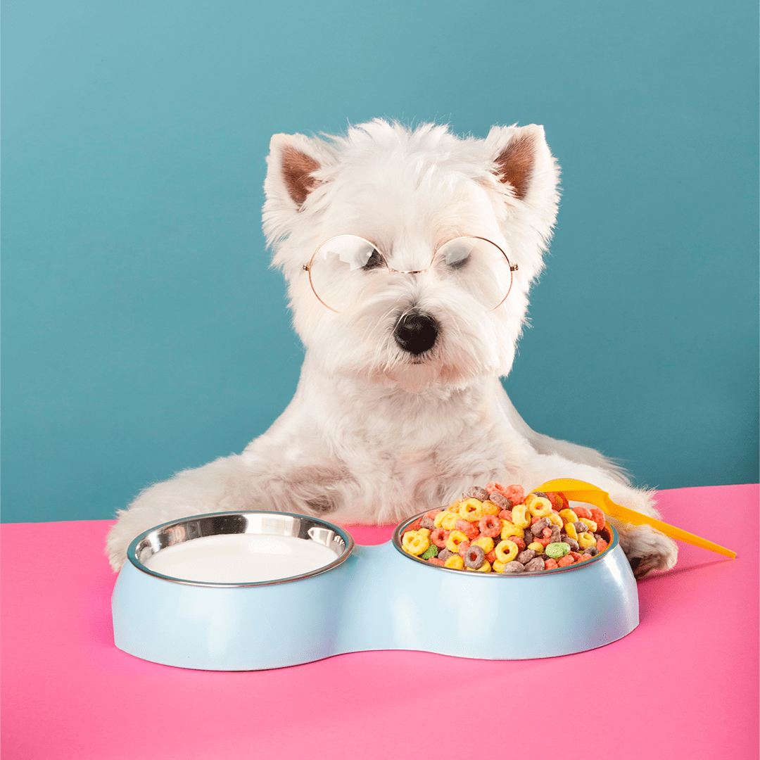DOG CARE