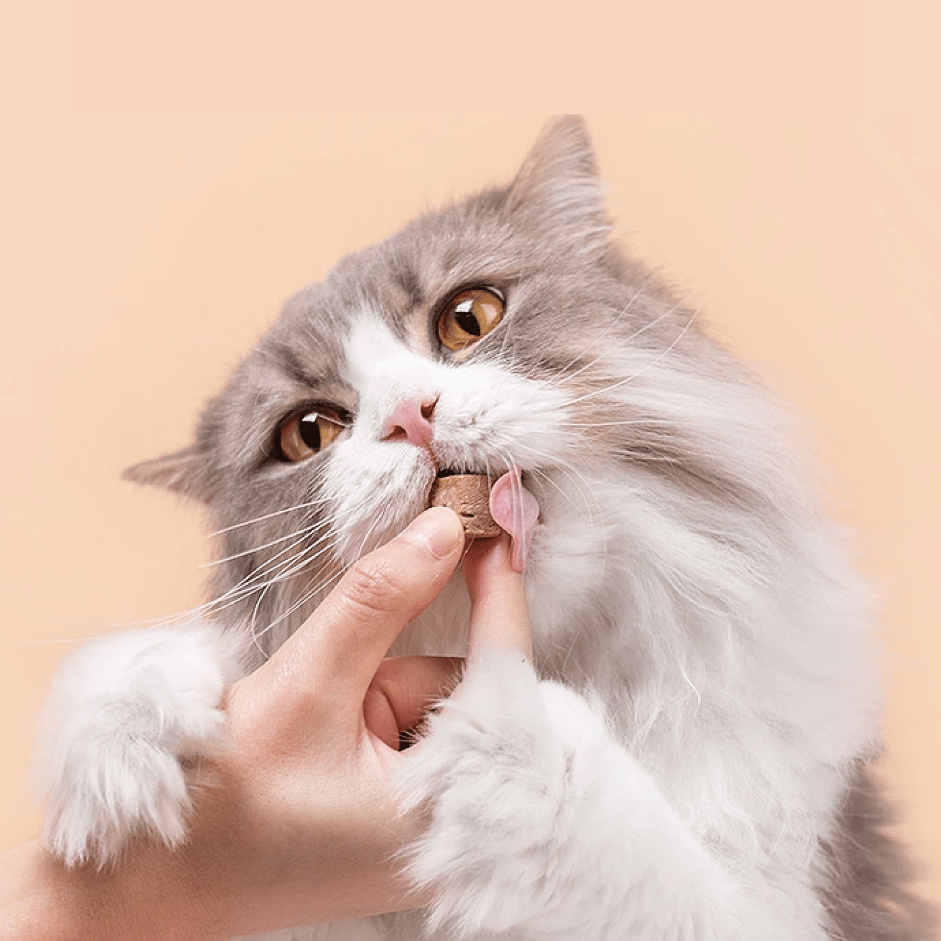 CAT CARE