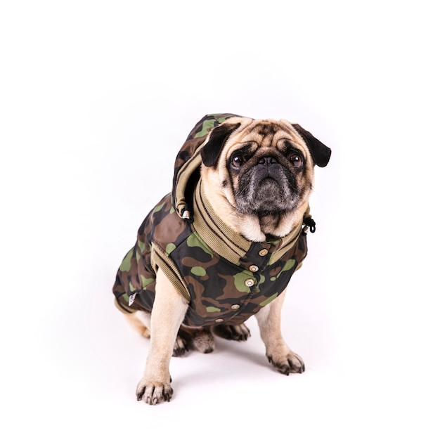 Clothes for Pugs and French Bulldogs