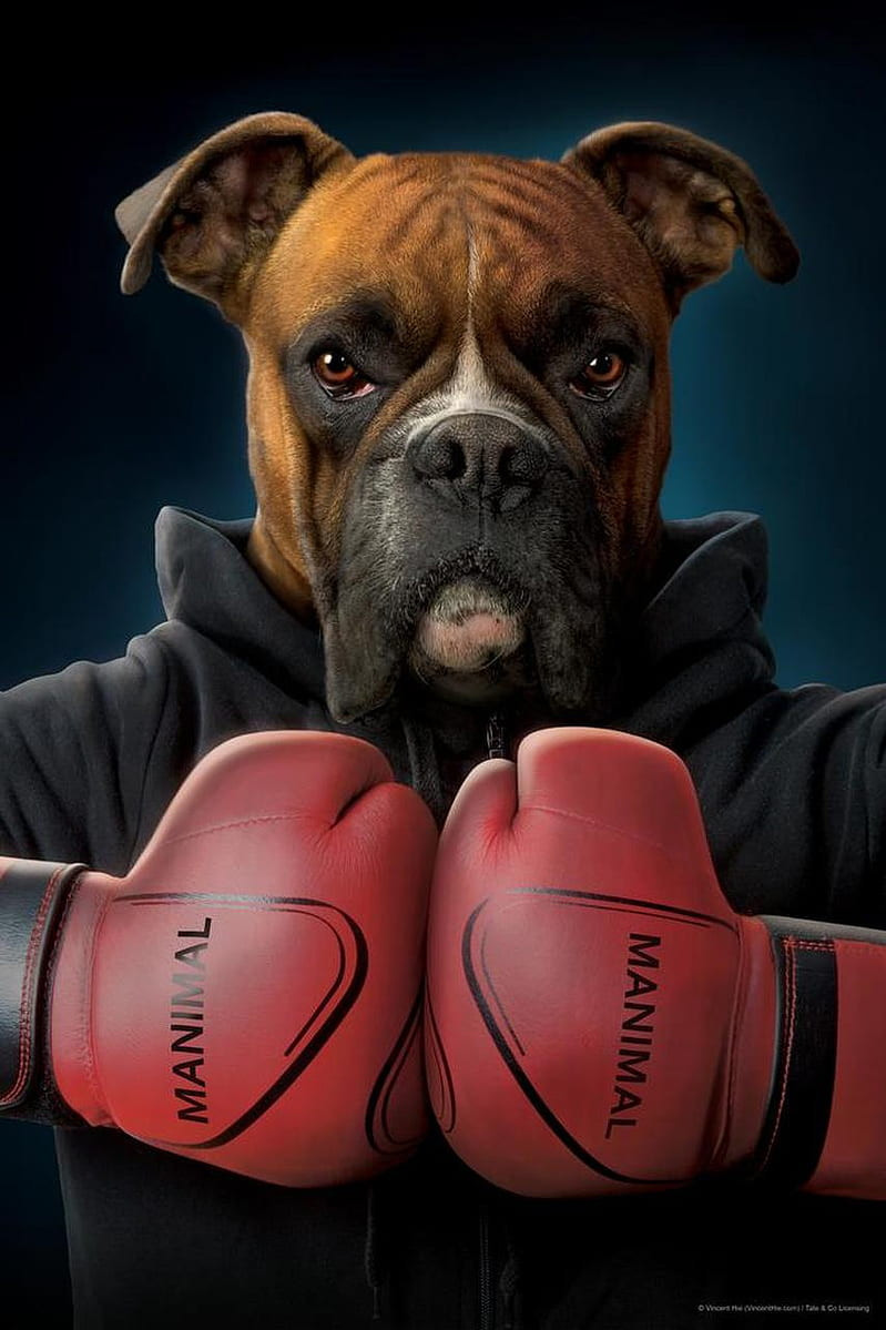 Boxer Lovers Collection