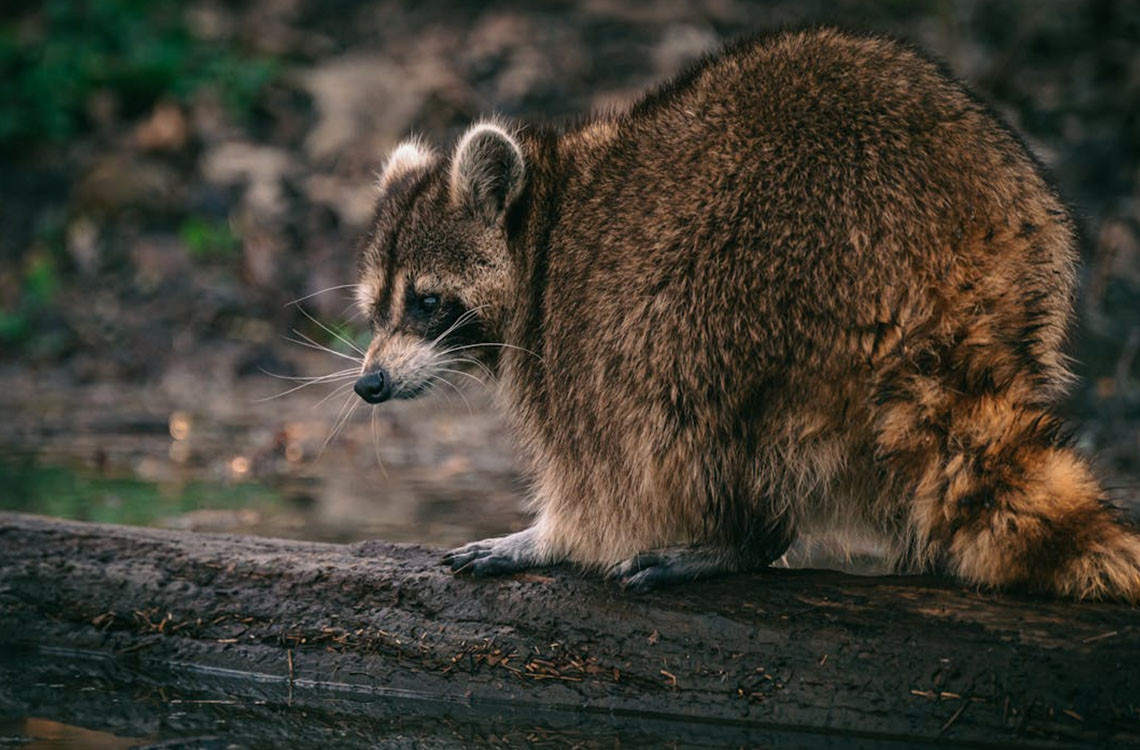 Raccoon