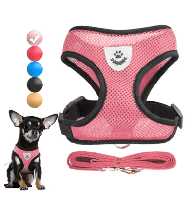 Chihuahua Accessories