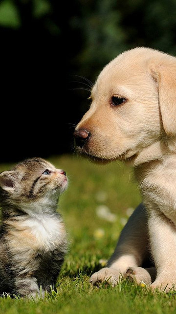 Kitty & Puppy