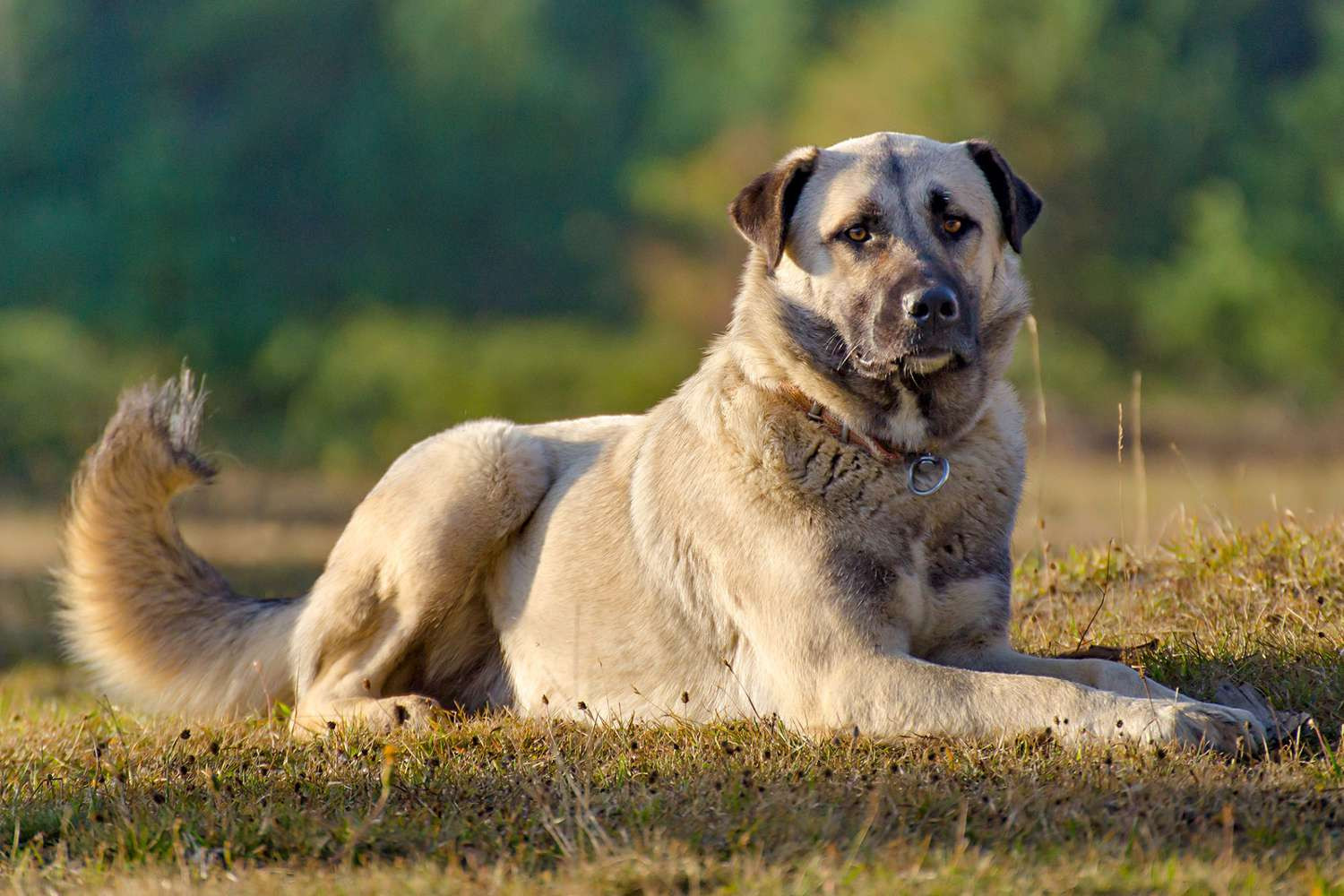 Kangal Shepherd