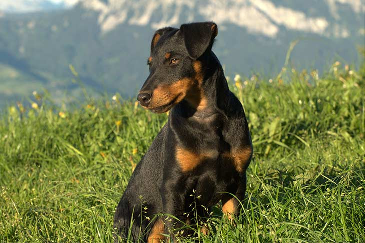 Jagd Terrier