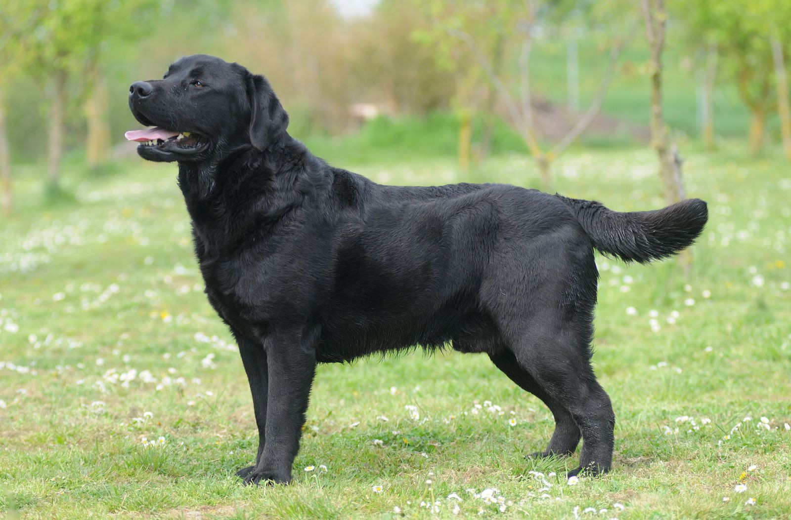 Black Labrador Retriever