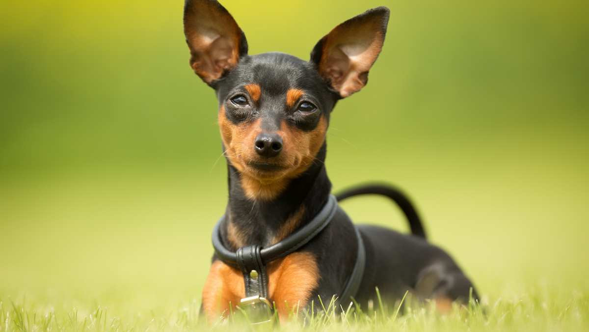 Miniature Pinscher