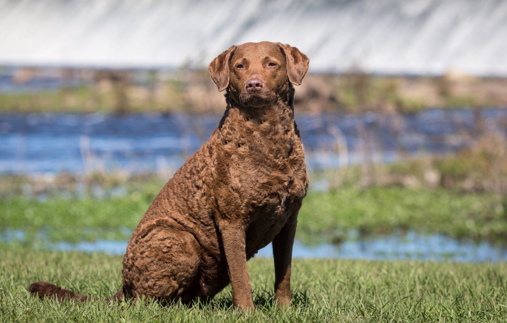 Chesapeake Bayretriever