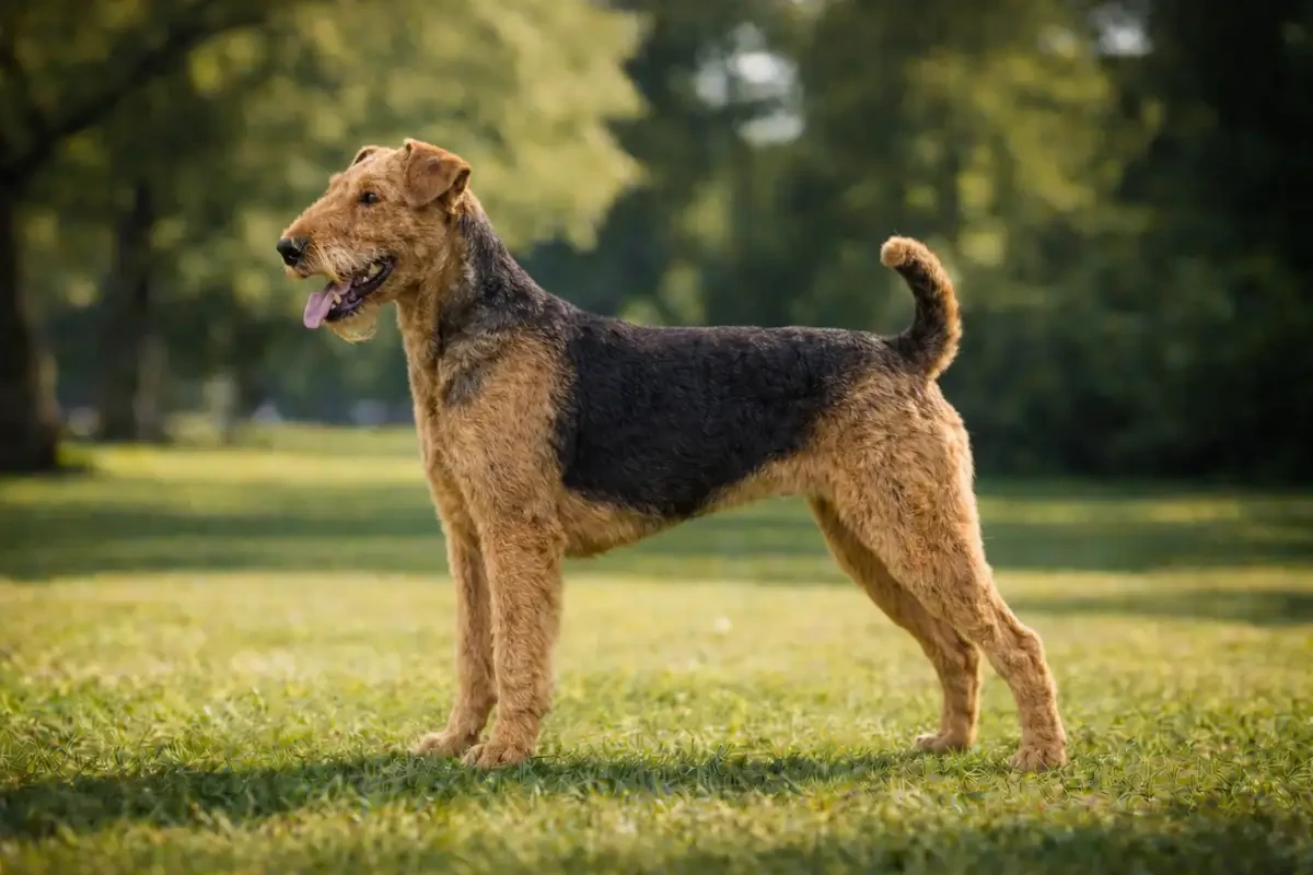 Airdle Terrier