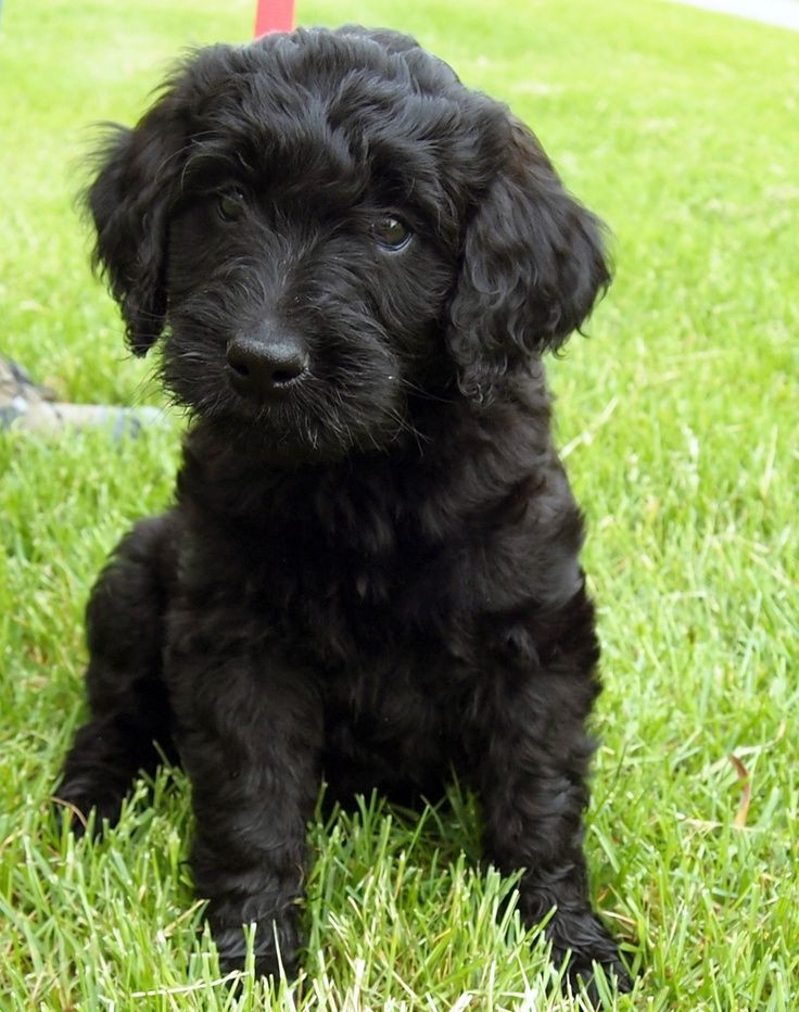 Black Golden Doodle