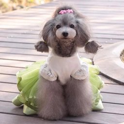 Cute Dog Clothes for Small Dogs Wedding Dress Skirt Summer Luxury Princess Pet Clothes Fruit Design 11AY22QS2