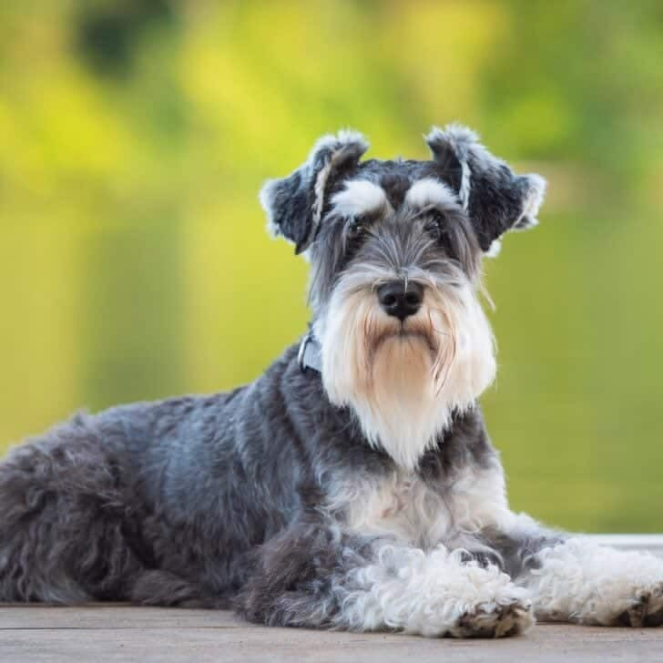 Schnauzer 