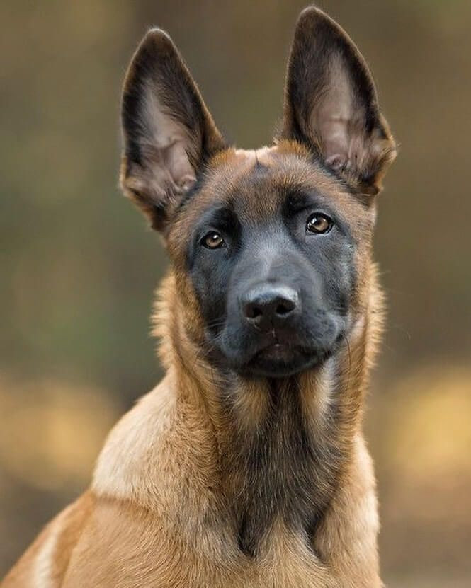 Belgian Malinois 