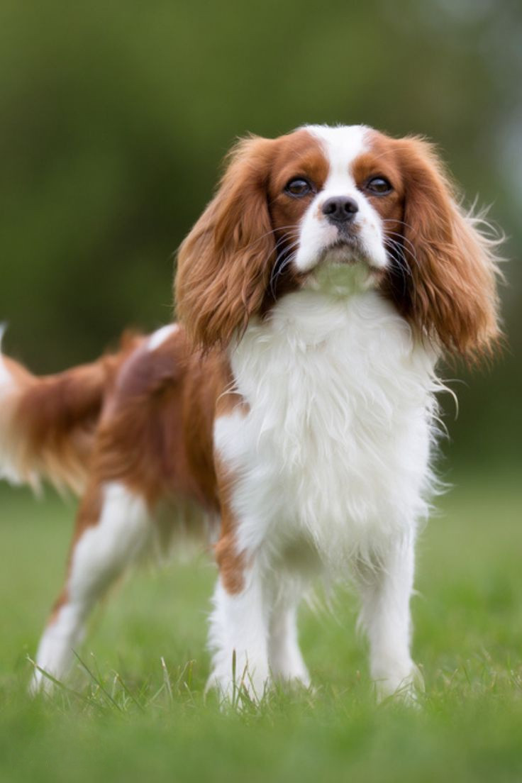 Cavalier King 