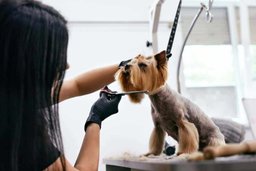 CuttiGogi Dog Clipper - Precision Carbon Steel Blades For Perfect Cuts Every Time