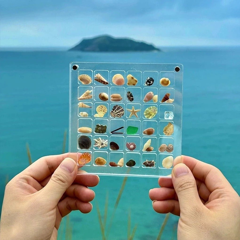 Seashell Display - leesino