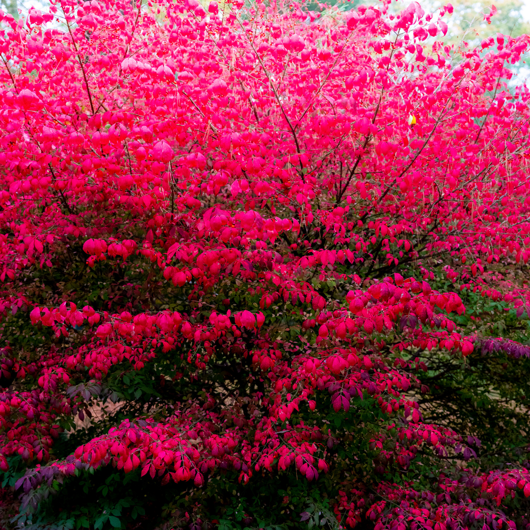 Dwarf Burning Bush (Euonymus alatus) - Hardy Bare Root Plant - green roots