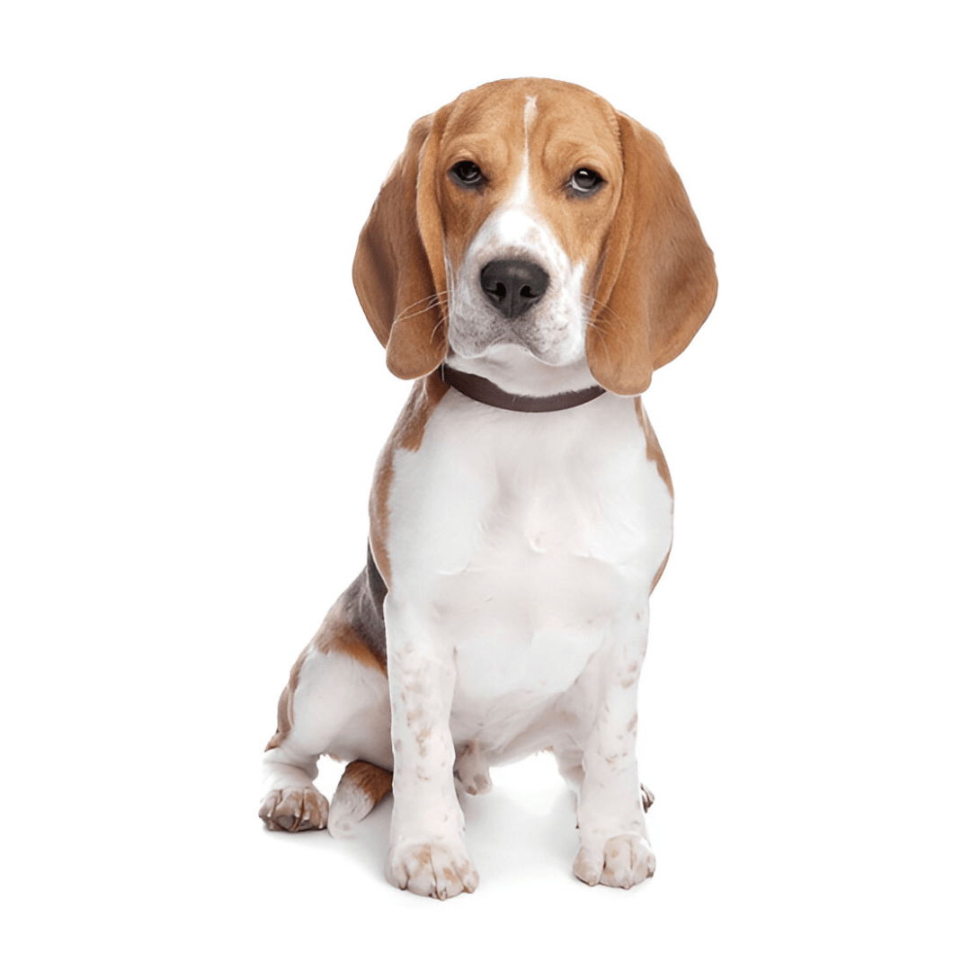 Beagle - doglito