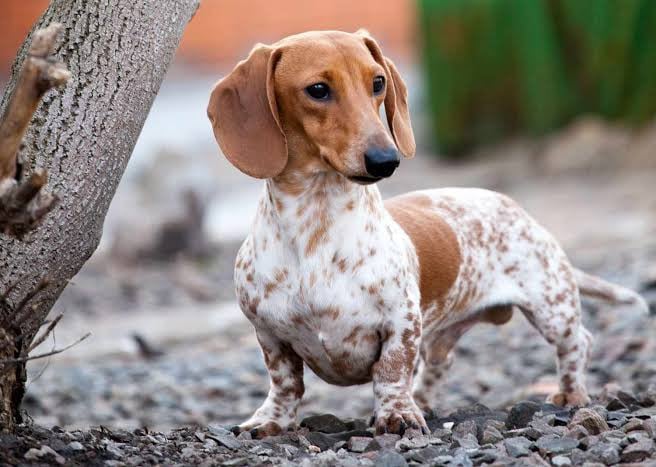 dachshund