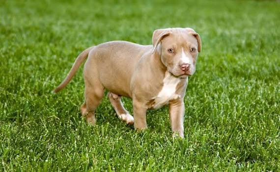 pitbull
