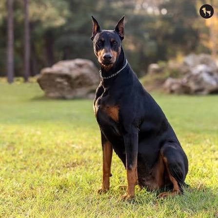 doberman