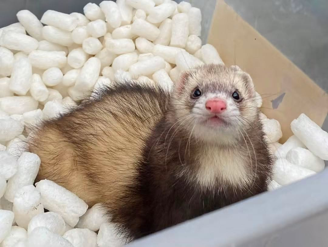 Ferrets