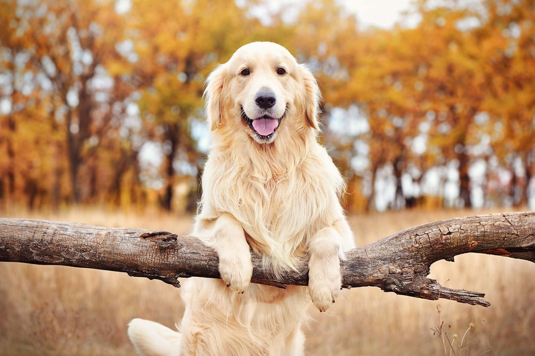 Golden retriever