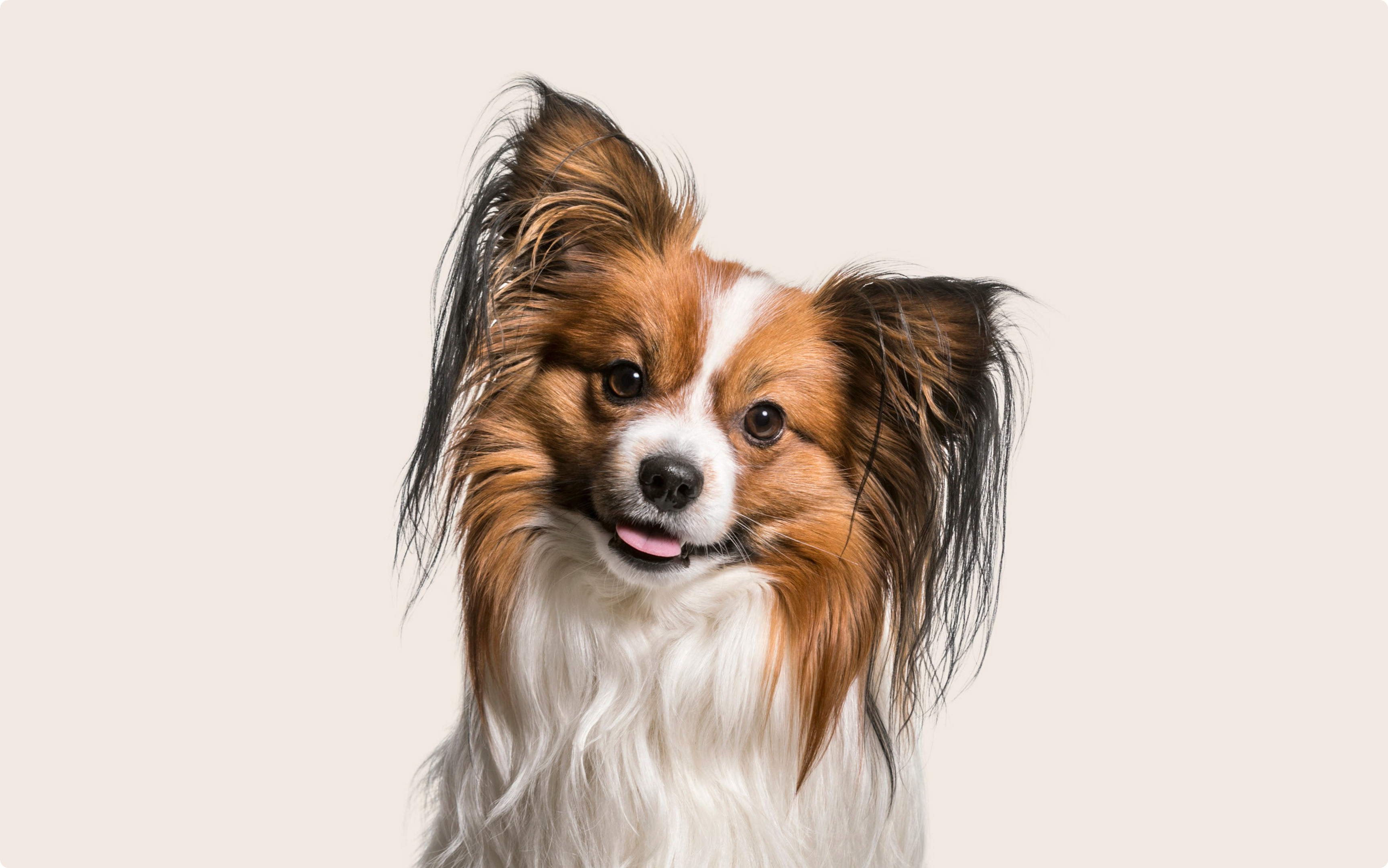 Pabilom Papillon Lovers Collection - easyusgiftshop