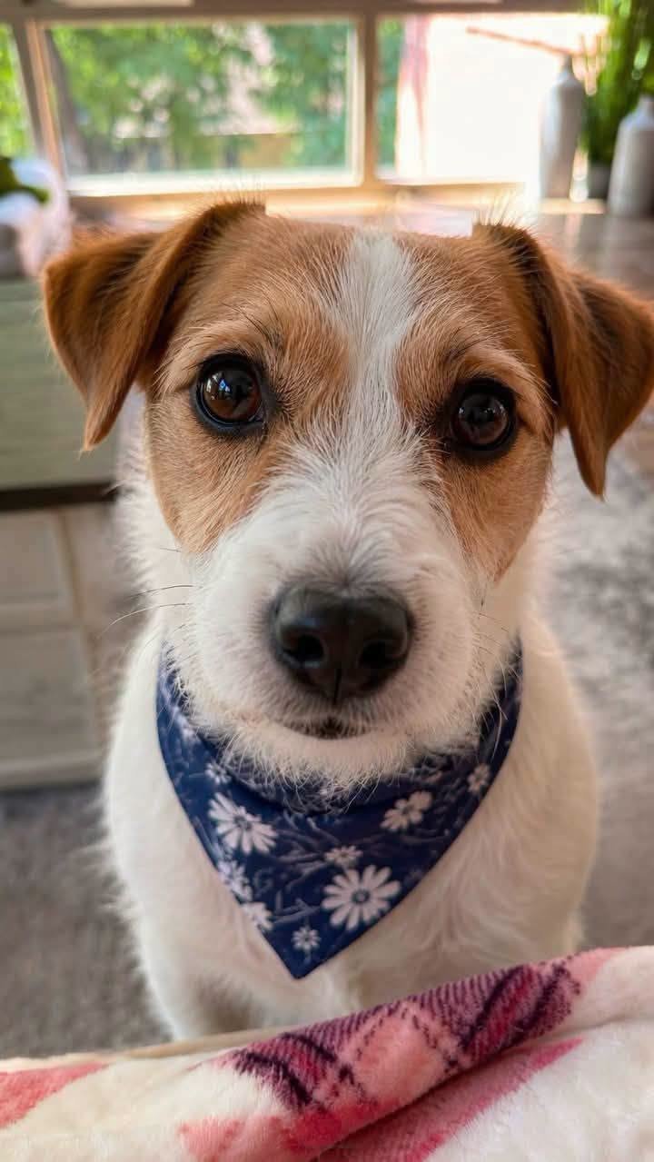 Jack Russell