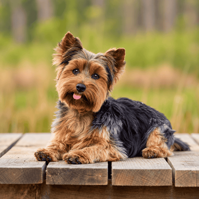 Yorkies Lover Collection 