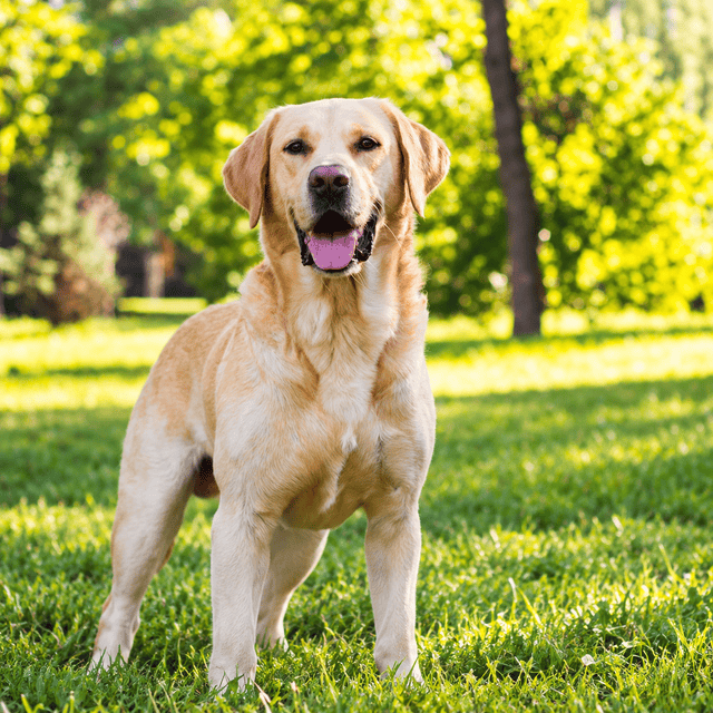 Labrador Retriever Lover Collection 