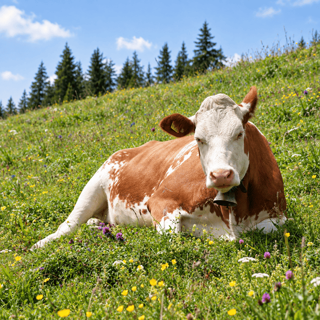 Cow Lover Collection 