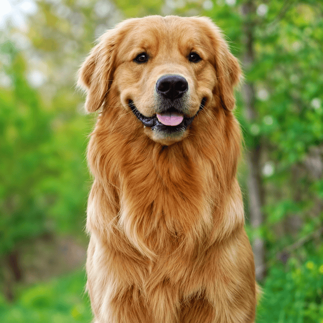 Golden retriever 