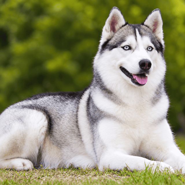 Husky Lovers 