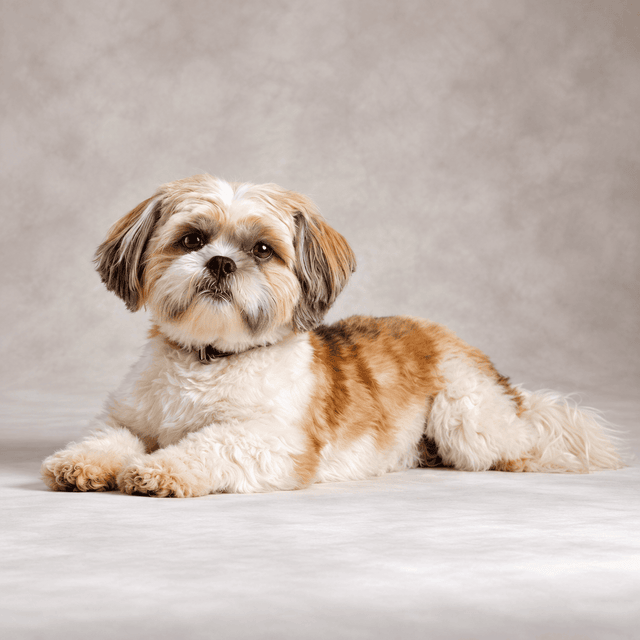Shih Tzu Lover Collection 
