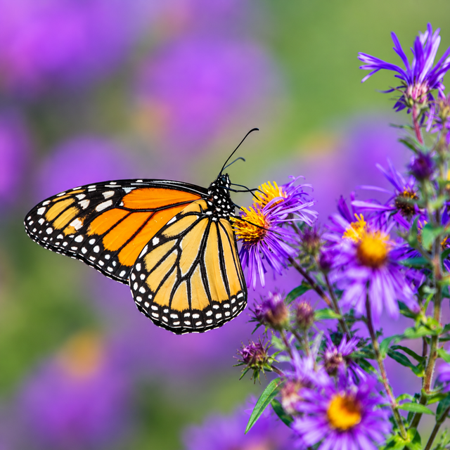 Butterfly Lover Collection 