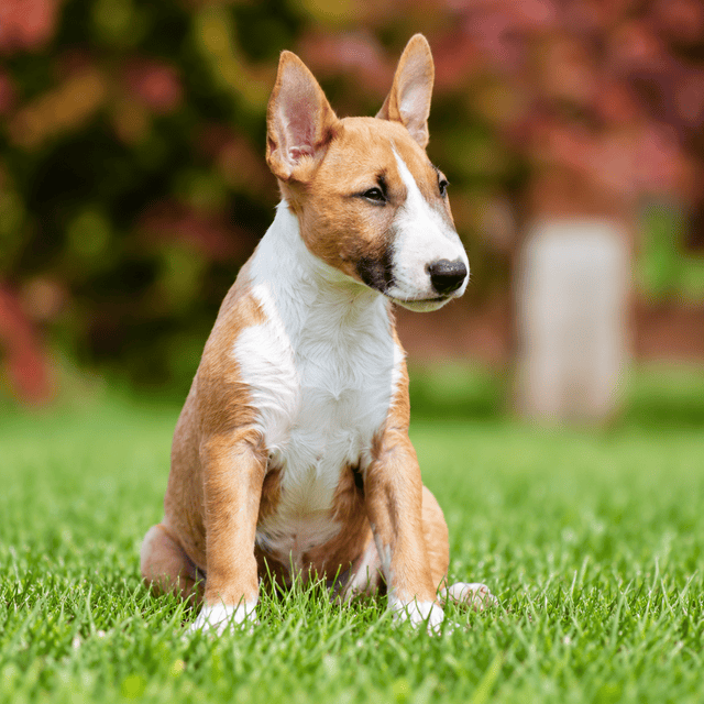 Bull Terrier Lover Collection 