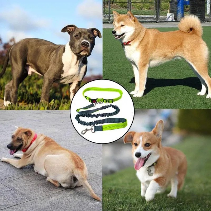 Hands-Free Waist Leash for Golden Retrievers - dogs enjoying outdoor walks