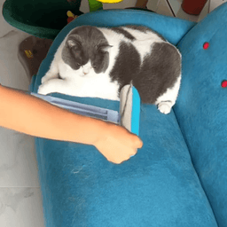4-in-1 pet hair remover brush for Golden Retrievers – brushing a cat lying on a teal couch