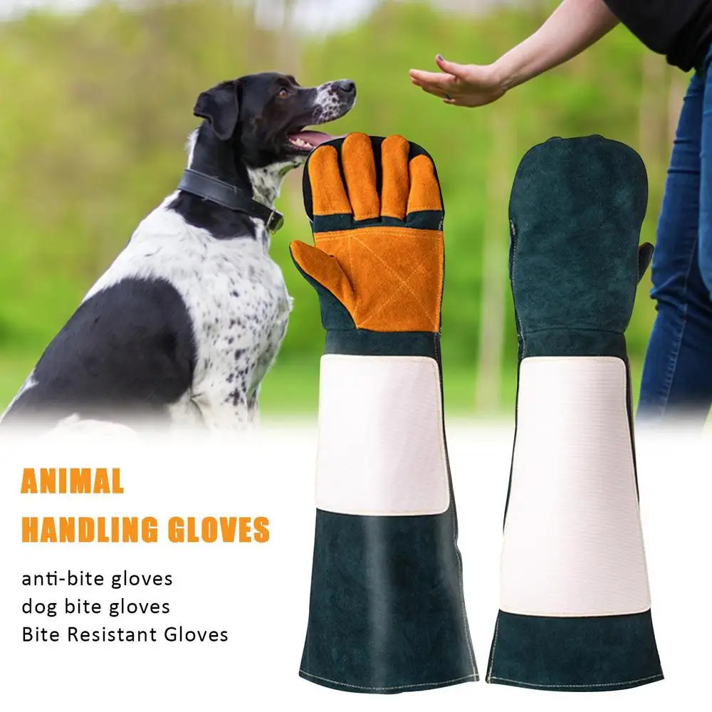 Dog Care
