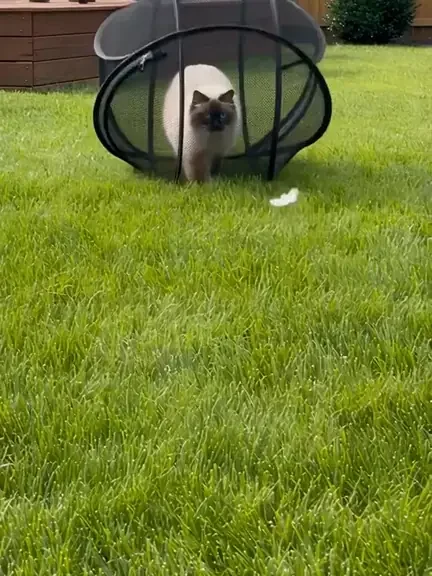 Ragdoll cat strolling in the Purrbble on the lawn