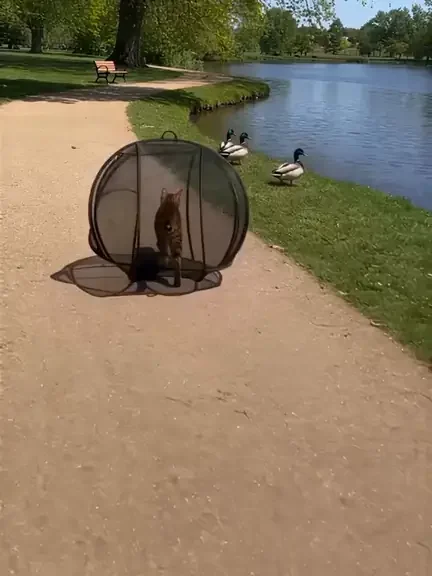 Cat in the Purrbble at the park and the garden store