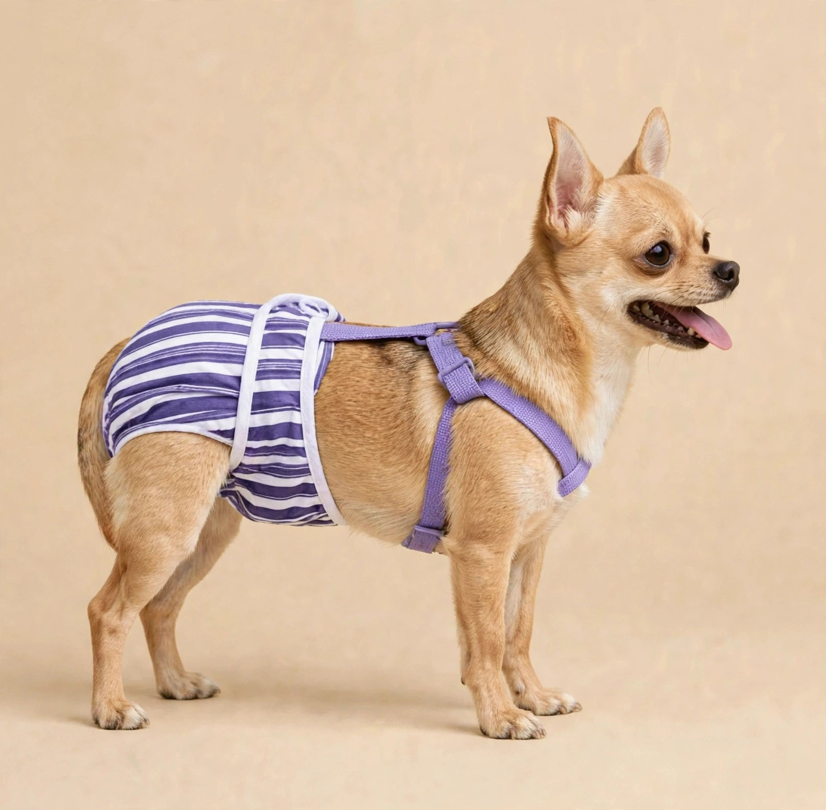 Chihuahua diaper size and fit