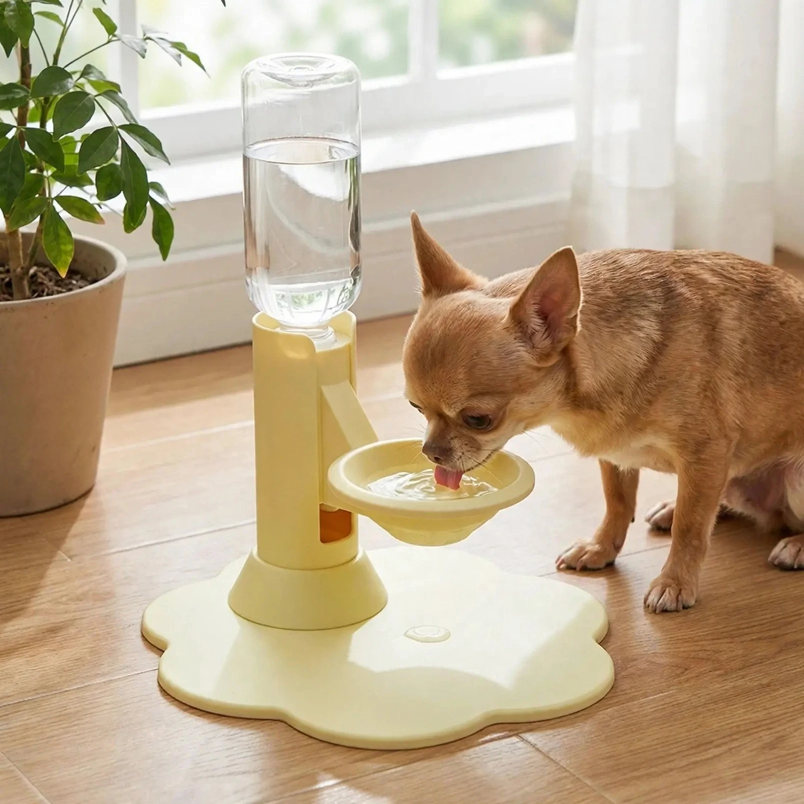 Chihuahua drinking from smart pet water bowl