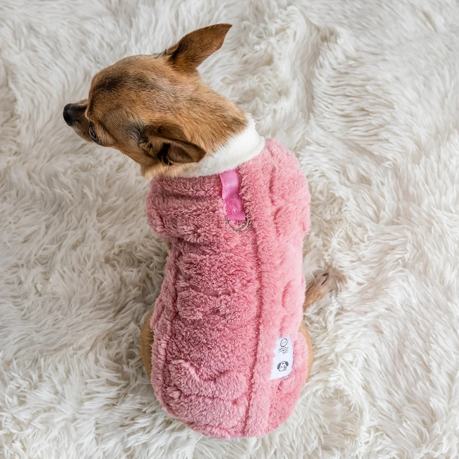 Chihuahua wearing pink fleece winter sweater