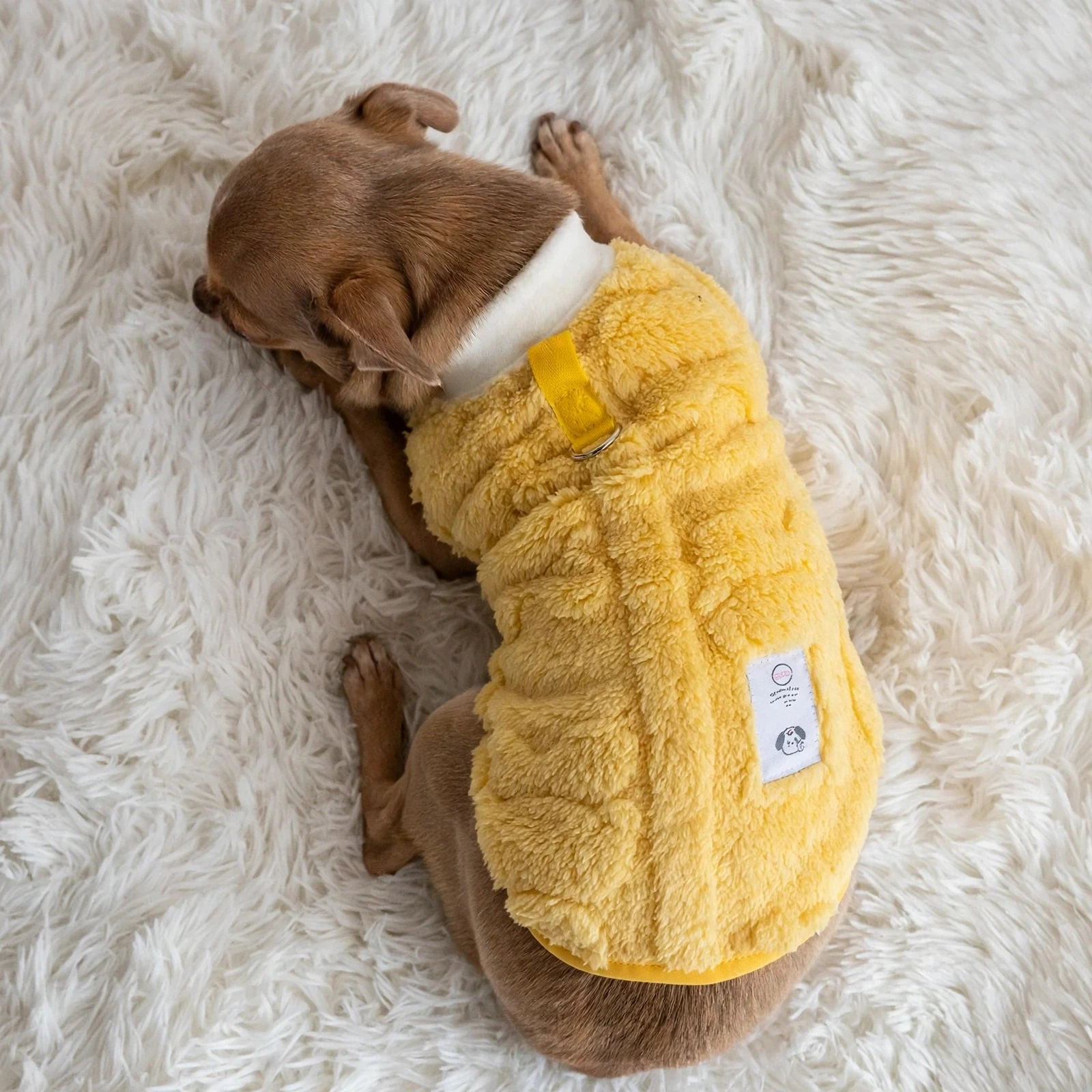 Chihuahua wearing yellow fleece sweater