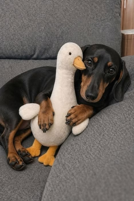 Dachshund